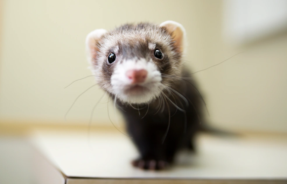 Gentle and Dedicated Care for Exotic and Pocket Pets