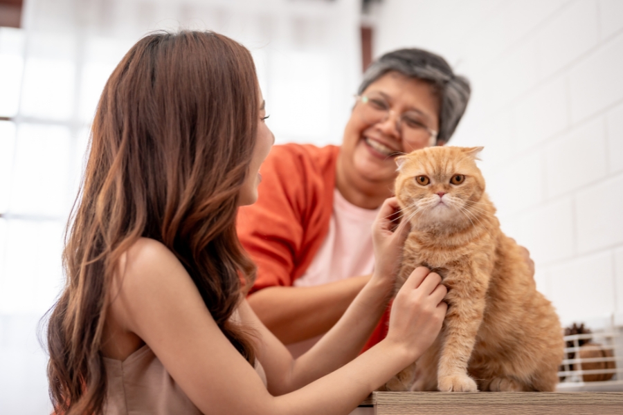 keep your senior cat happy and healthy