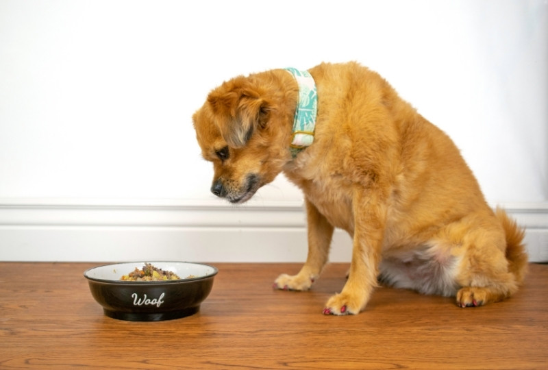 healthiest-foods-for-senior-dogs