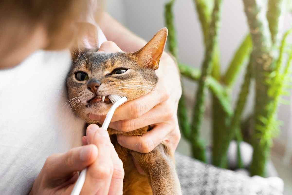 how-to-keep-your-cats-teeth-healthy