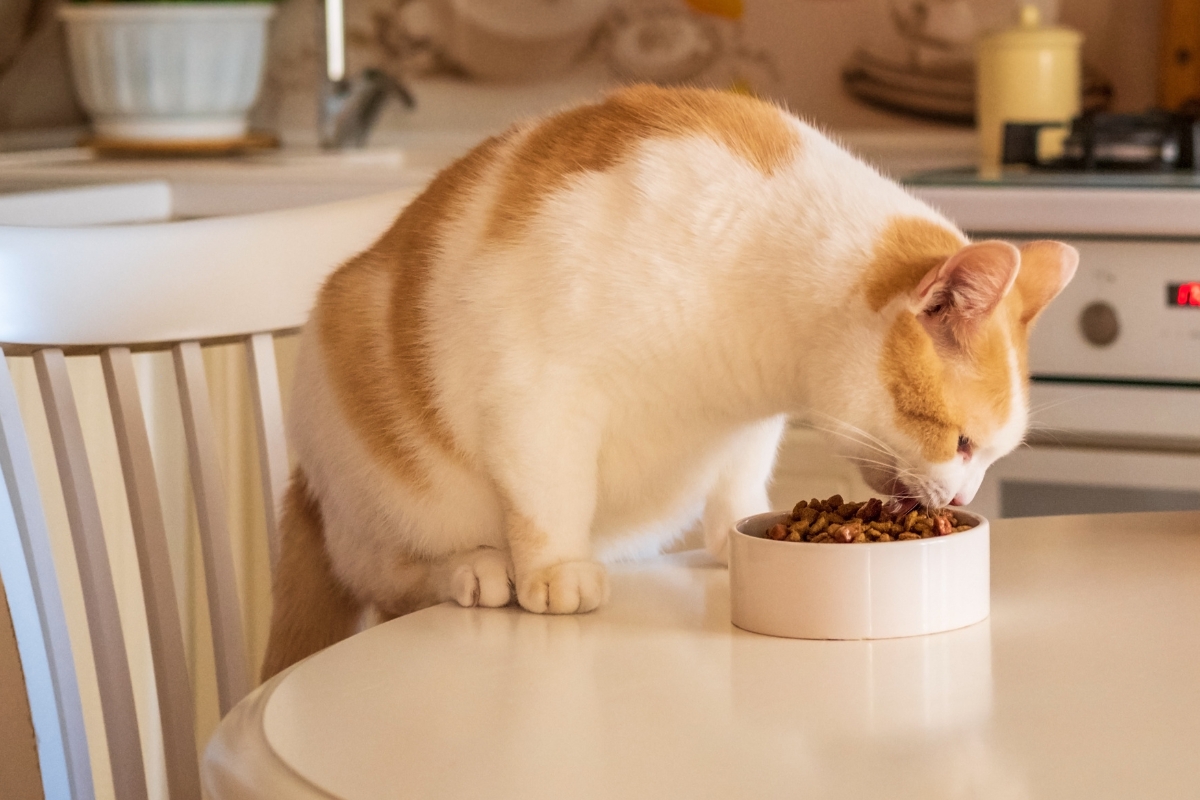 best-nutrition-for-senior-cats