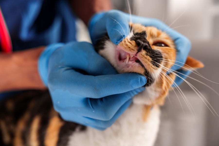 keep-your-cats-teeth-clean-and-healthy