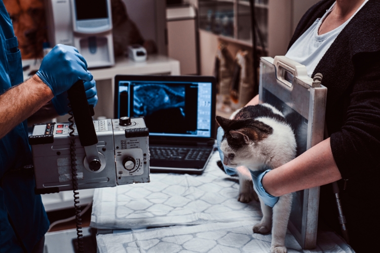 advanced-diagnostic-care-for-pets-from-x-rays-to-ultrasounds