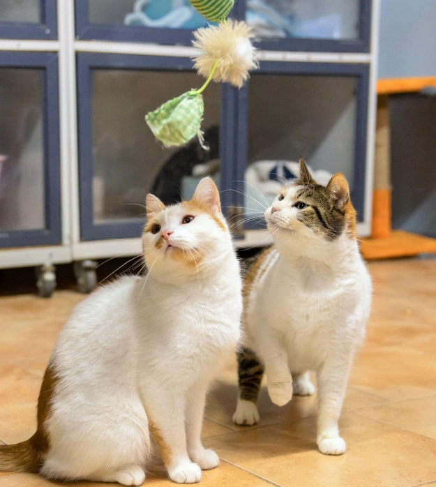 Cat Services