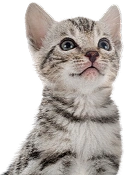 Cats Welcome Here