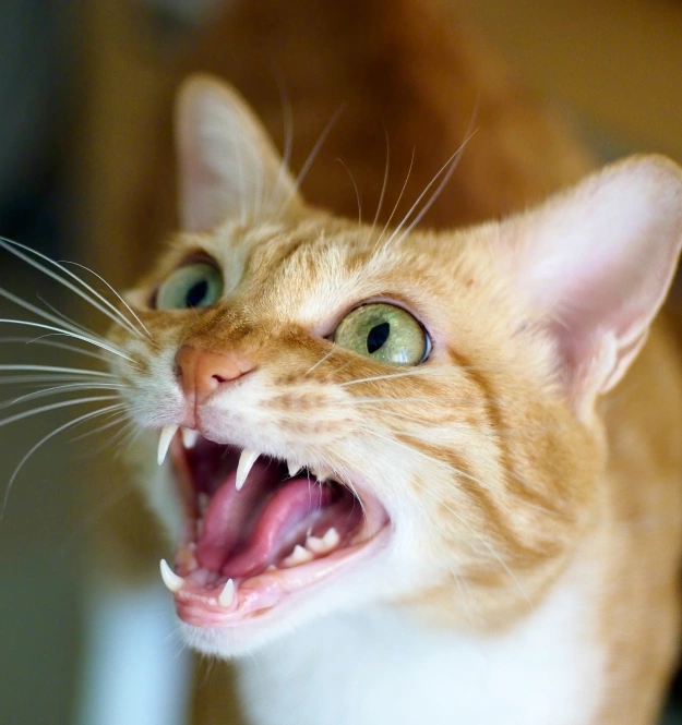 Treatment Designed Around Your Cat’s Specific Needs