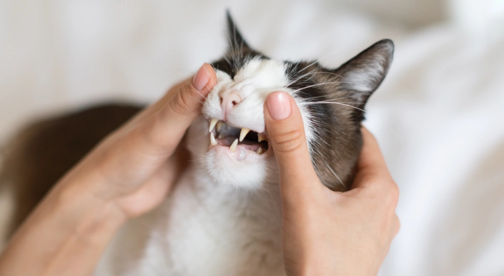 Cat Dental Services
