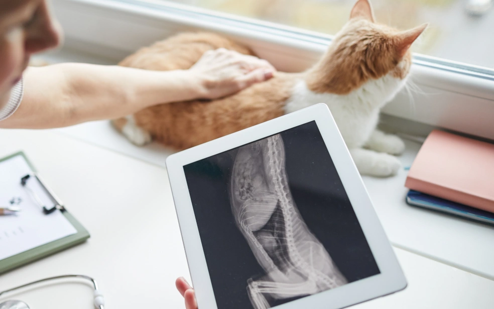 Cat Diagnostic Care