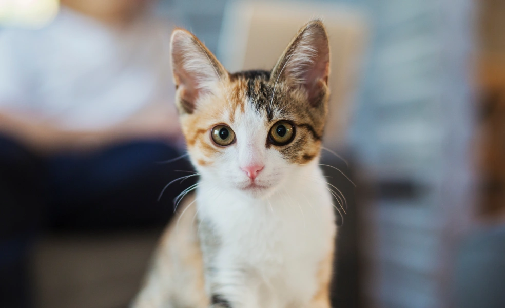 Cat Laser Therapy