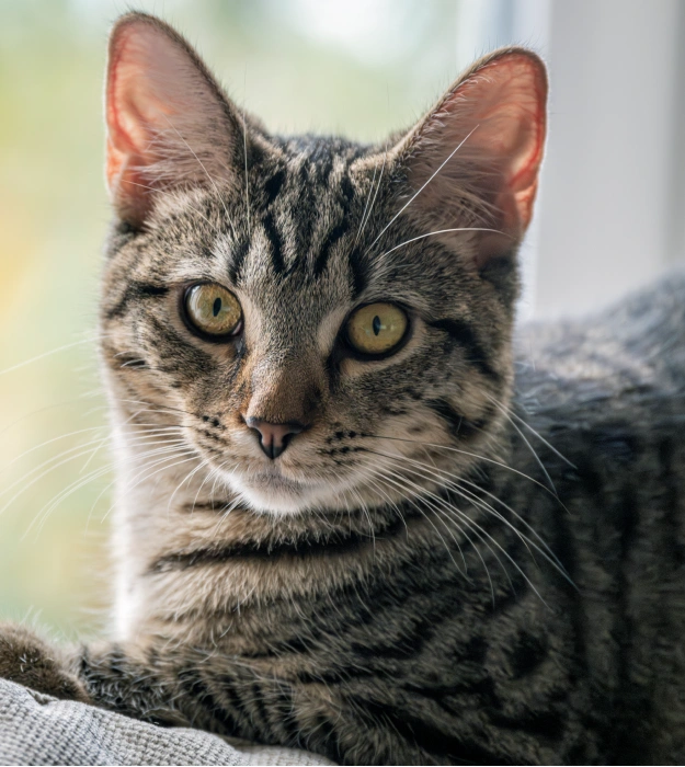 Essential Services That Keep Cats Protected Year-Round