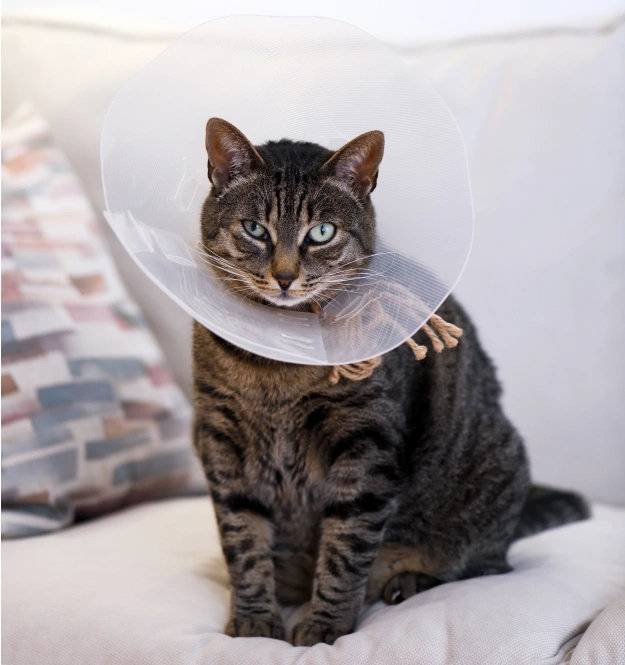 Our Procedures That Address Everyday Feline Needs