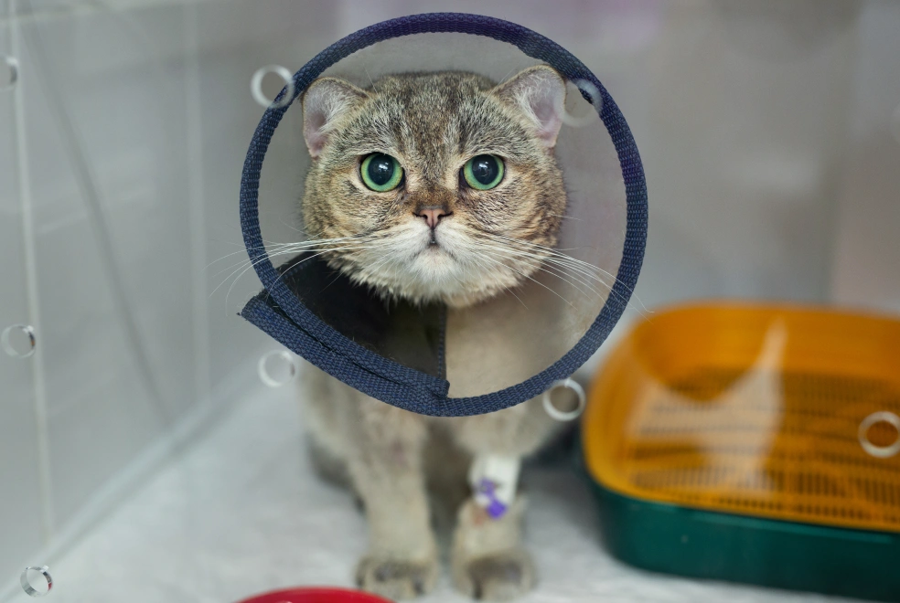 Cat Surgical Care