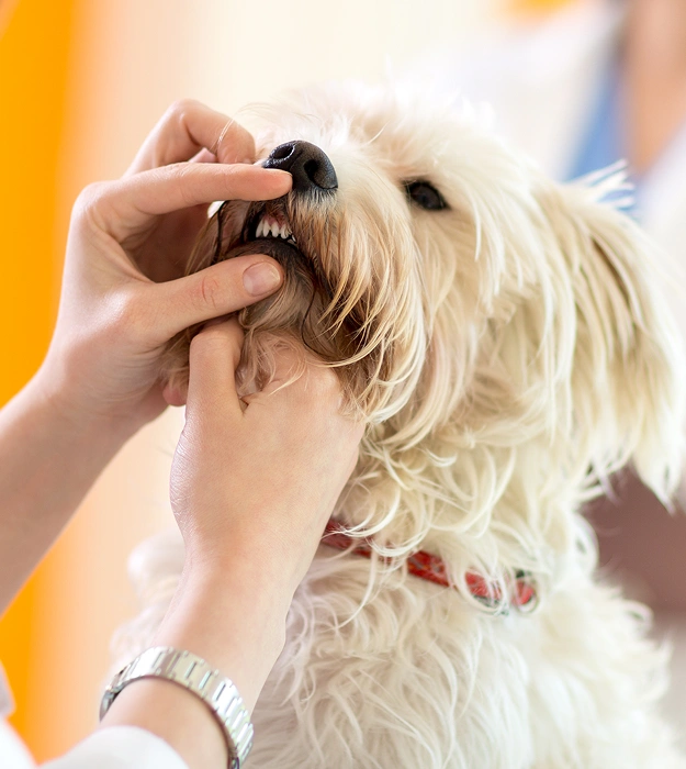 Personalized Treatment for All Canine Dental Problems