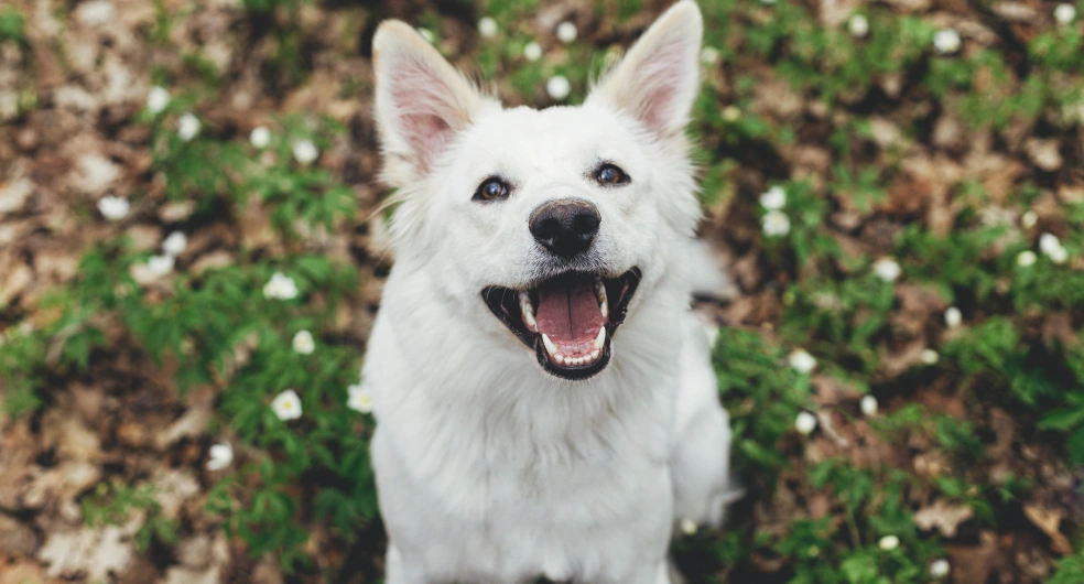 Dog Dental Services