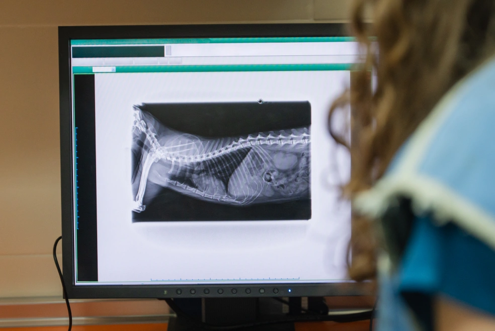 Dog Diagnostic Care