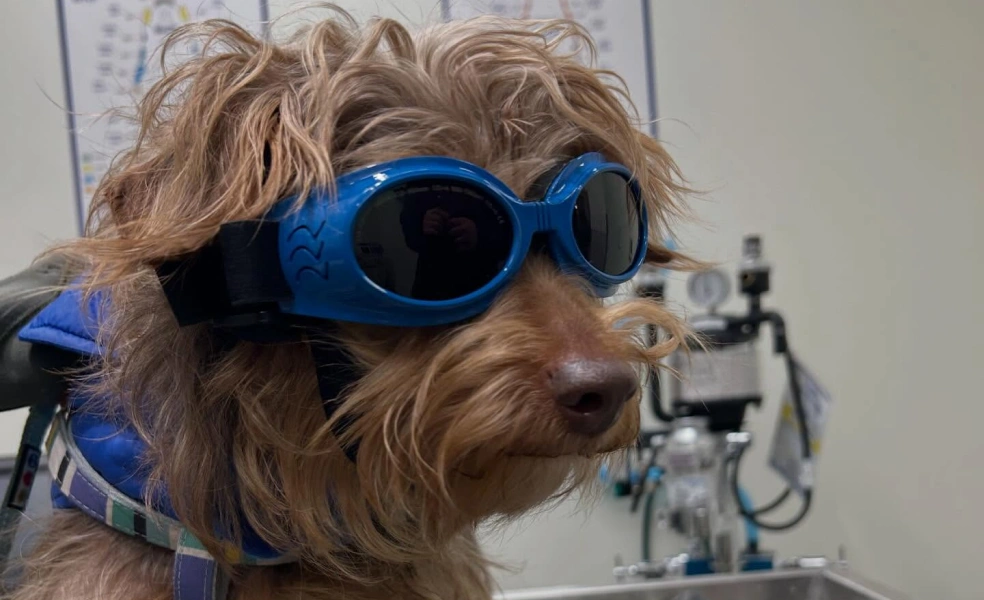 Dog Laser Therapy