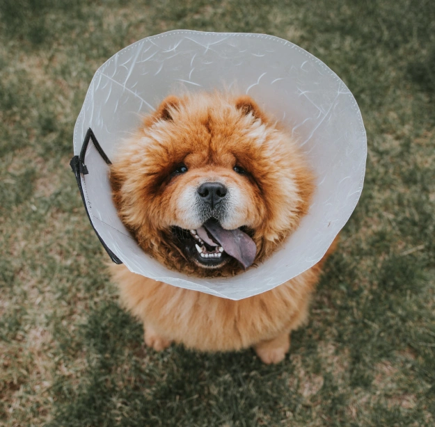 Spay and Neuter Surgery