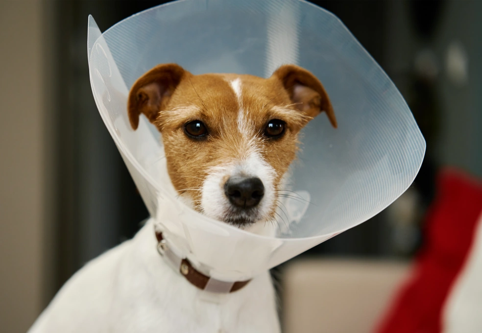 Dog Surgical Care