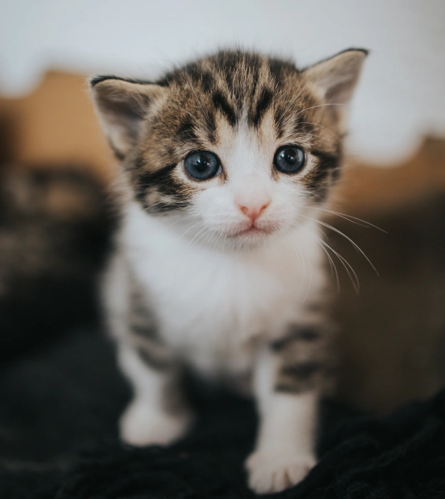 Preventive Care to Avoid Common Feline Health Problems