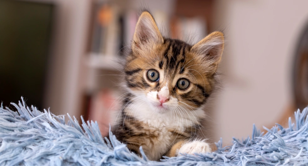 Kitten Care