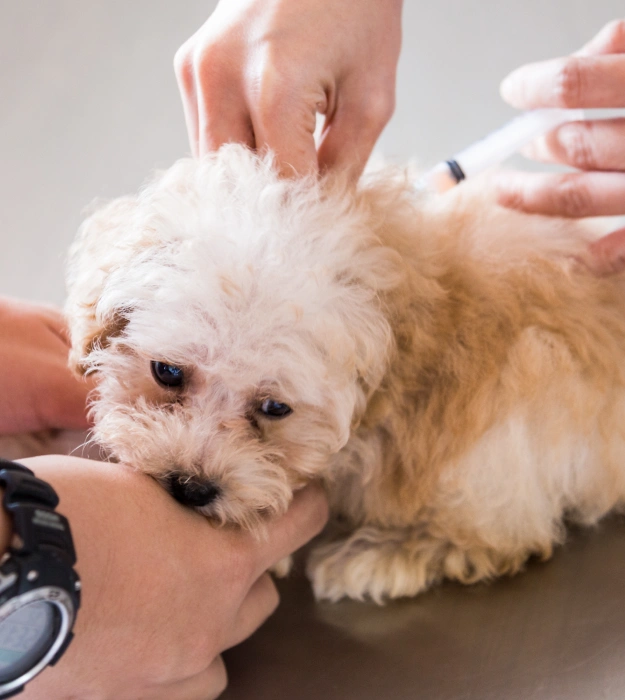 Vaccination Scheduling