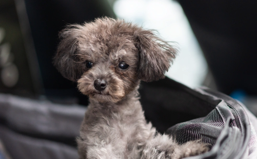 Puppy Care