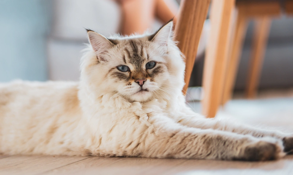 Senior Cat Care