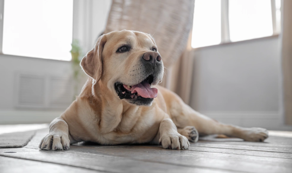 Senior Dog Care