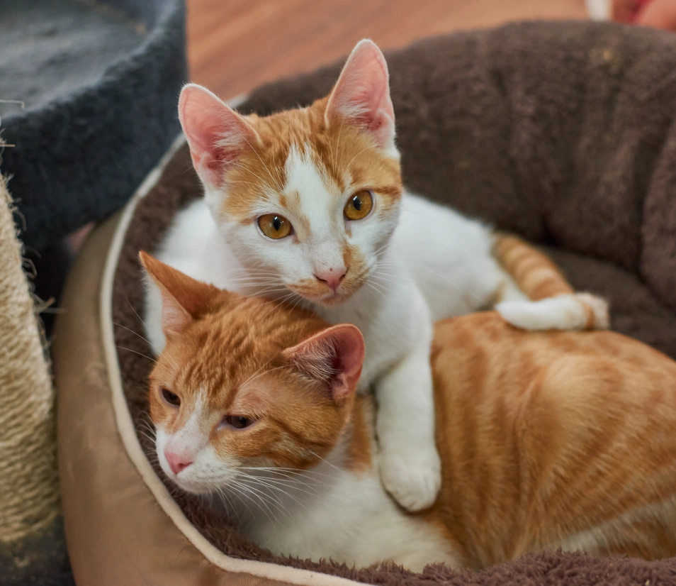 The Cat Care at Green Family