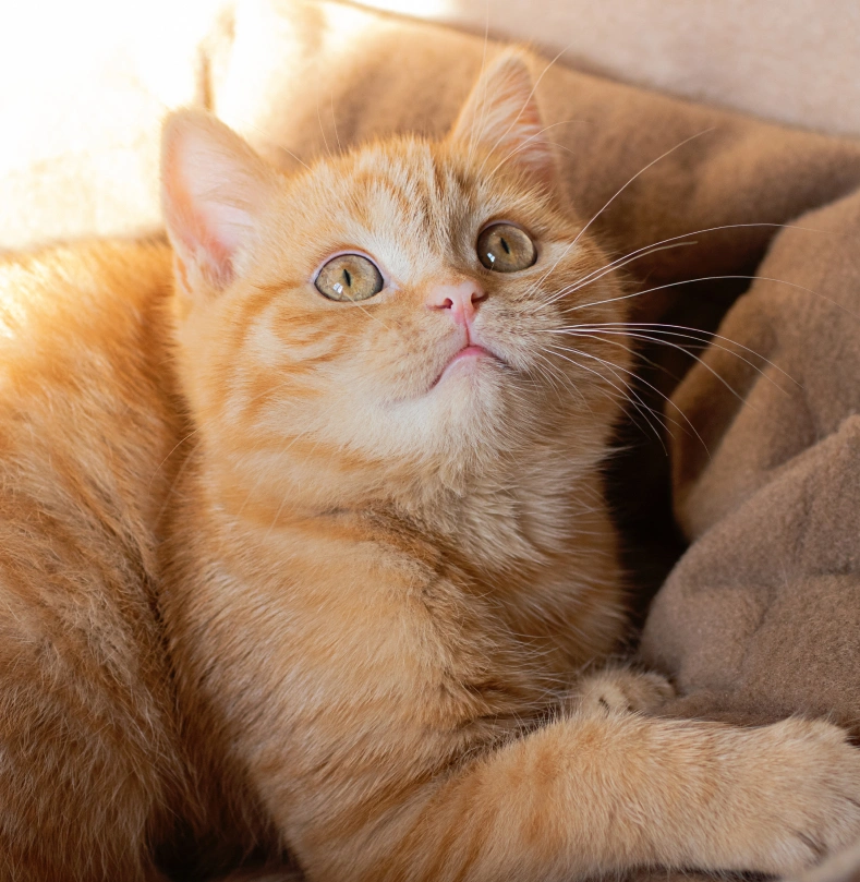 Your Cat Deserves the VIP Treatment