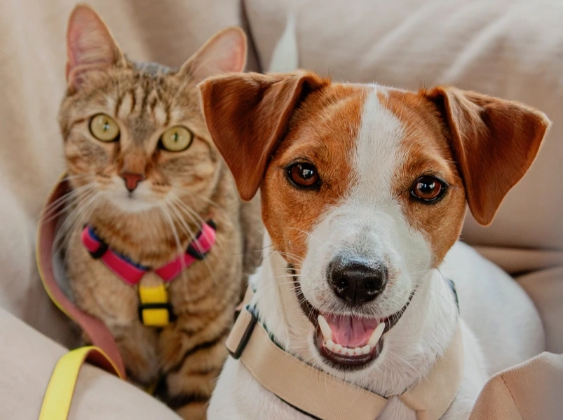 Welcome to Green Family Veterinary Practice