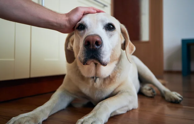 Arthritis and Joint Pain Management