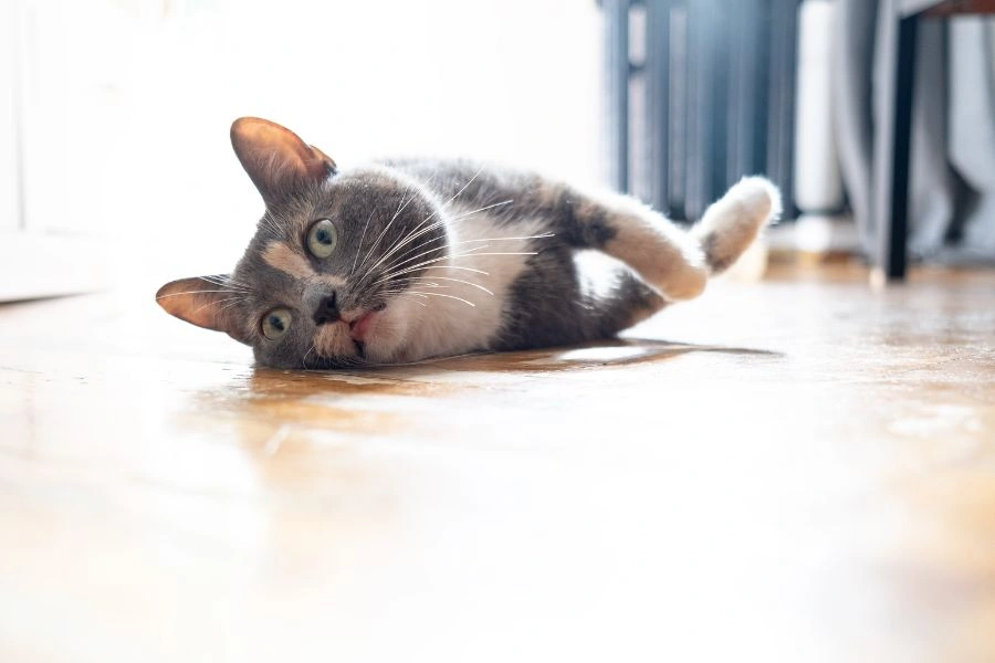 How Your Cat’s Lifestyle Can Change Their Preventative Care Needs