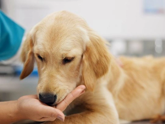 When a Minor Pet Injury Needs More Than Home Monitoring