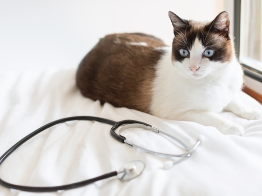 right-diagnostic-tests-for-cats