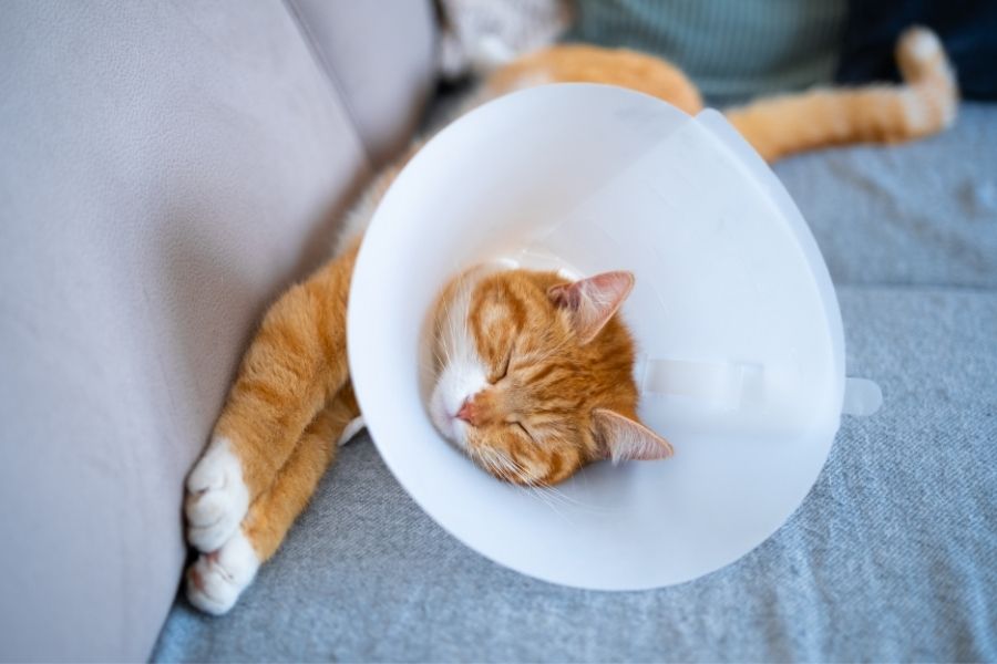 surgical-care-right-treatment-for-your-cat