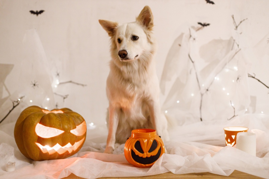halloween-pet-poison-prevention-candy-safe-home