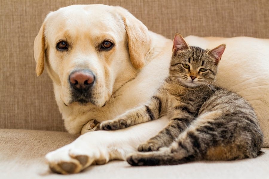 sudden-abdominal-swelling-in-pets
